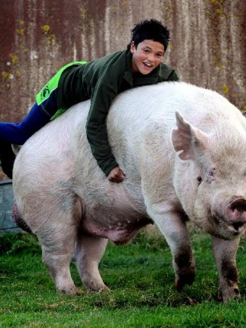 Jack Thom (14), of Balclutha, rides Toby, the 3-year-old boar, at Pine Hill before the pig's big...