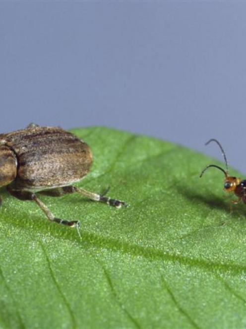 A clover root weevil (left) is about to be attacked by a parasitic wasp. Photo by Neal Wallace.