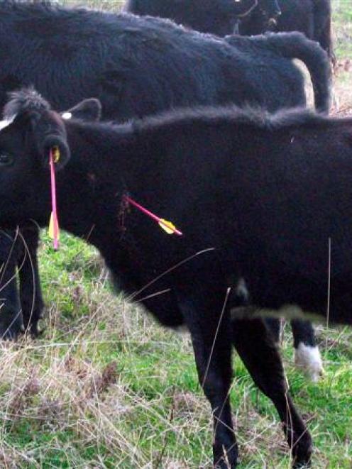 A dairy calf shot with a crossbow at Seacliff survived an attack which killed three others,...