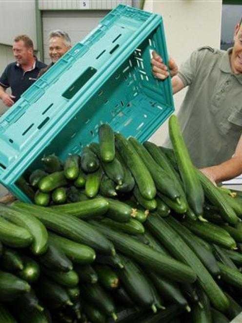 A French farm worker empties cucumbers into a container after failing to sell them due to the...