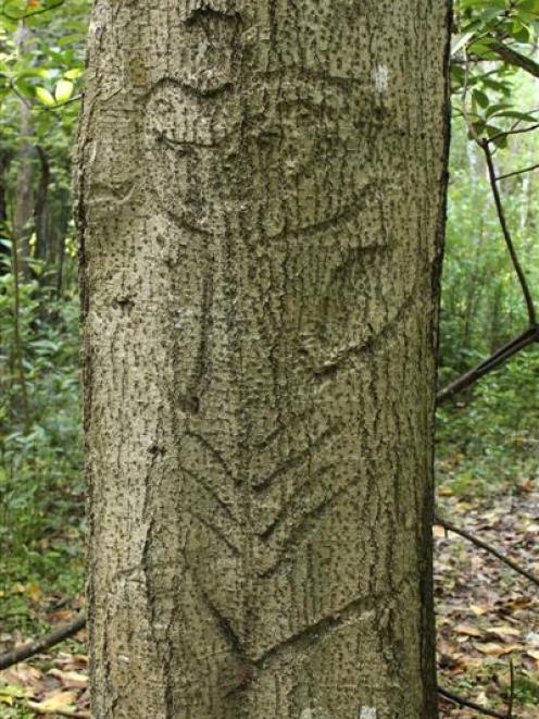 A Moriori tree carving within a relatively healthy stand of kopi trees at Taia Bush Historic...