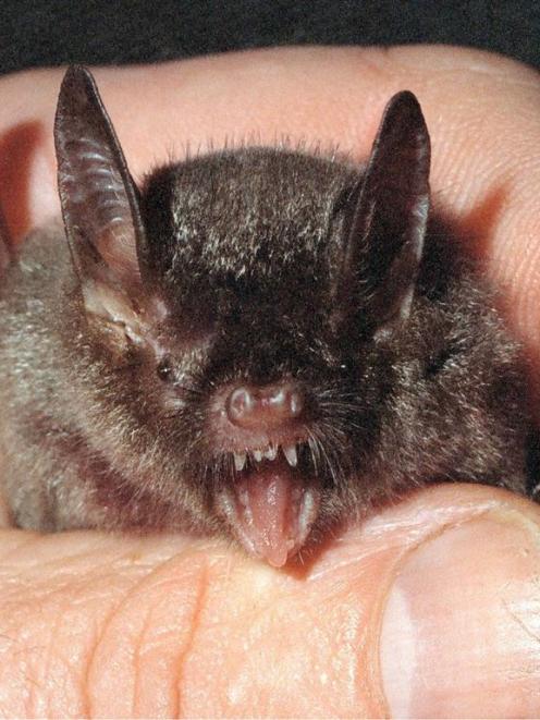 A New Zealand short-tailed bat. Photo by ODT.