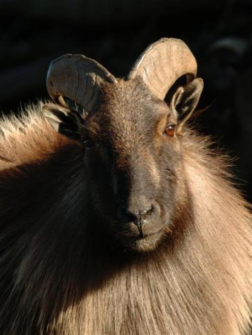 A sought-after trophy bull Himalayan tahr which may otherwise need to be eradicated by the...