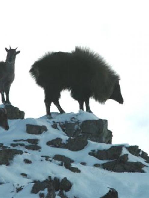 A trophy bull tahr and three nannies on the skyline of  a  high country station in the South...