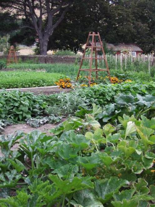Crop-rotation produces better results. Photo by Gillian Vine.