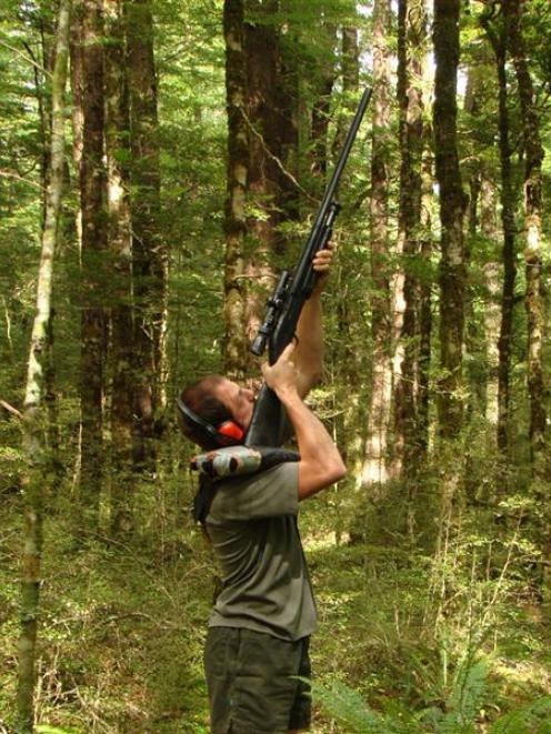 Doc ranger Joris Tinnemans shooting beech branches in the Maruia Valley on the West Coast....