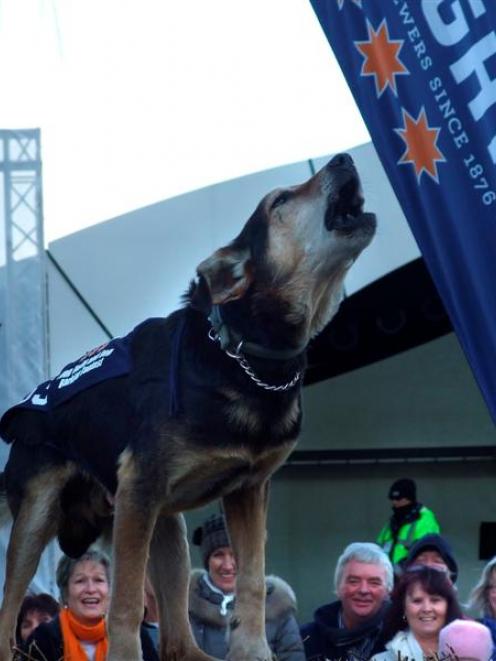 Mac, owned by  Tom Ward of Southland,   barks up a storm  to win  the Winter Festival Dog Barking...