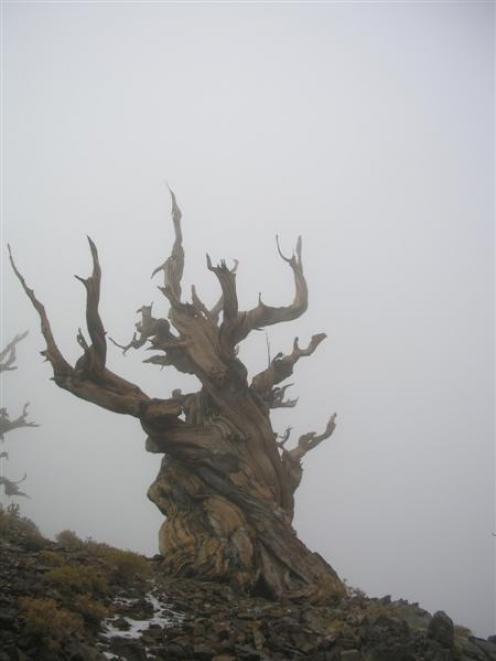 Fog swirls around a bristlecone pine in the Ancient Bristlecone Pine Forest in California's Inyo...