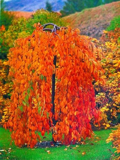 In Janet Blair's Queenstown garden, a standard weeping cherry in autumn raiment links to tones of...