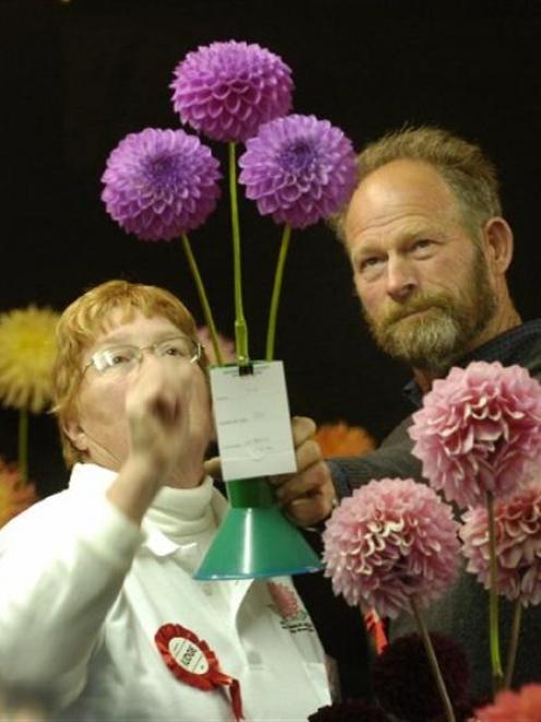 Inspecting flowers in the small decorative section of the South Island National Dahlia Show held...