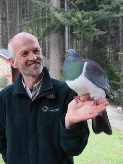 Kiwi Birdlife Park head keeper Tony O'Keith holds a kereru, or native wood pigeon, on his arm.