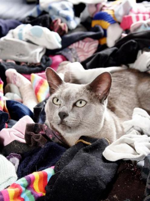 Misty relaxes with his collection of socks and underwear. Photo by Linda Robertson.