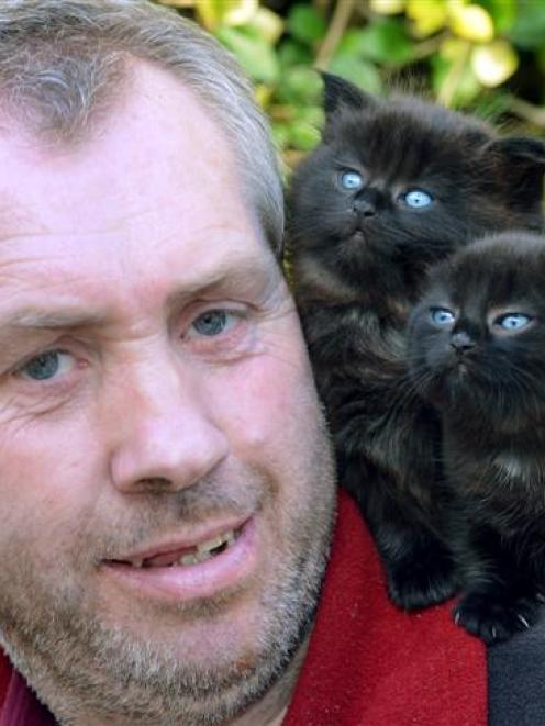 Murray Shieffelbien is making sure his kittens do not stray, after finding six cats  - including...