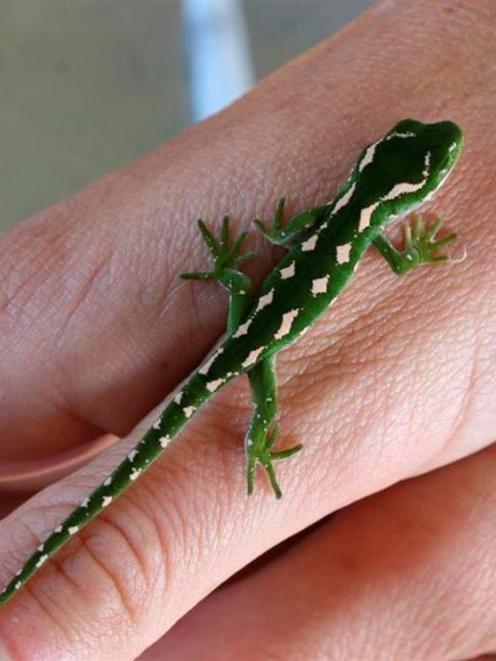 One of the offspring of a gecko that was recovered from wildlife smugglers in Dunedin earlier...