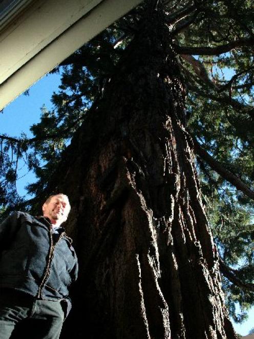 Pact property manager Ferdi Koen demonstrates the size of the gigantic wellingtonia tree growing...