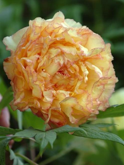 Paeonia lemoinei 'Souvenir de Maxime Cornu'