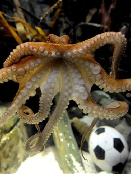 What is an Octopus in Football?