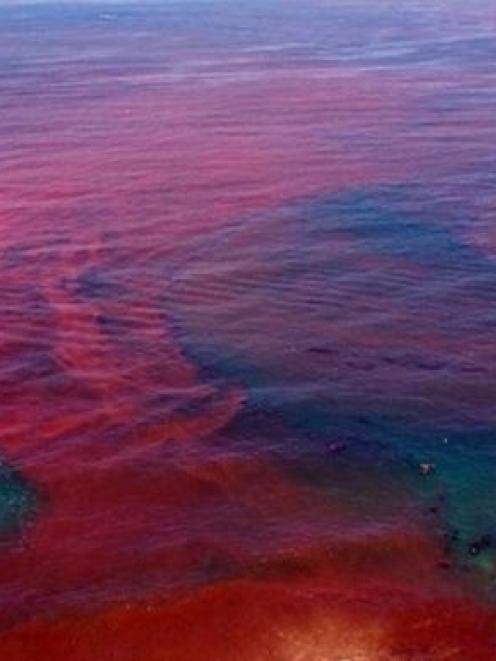 red tide florida beaches