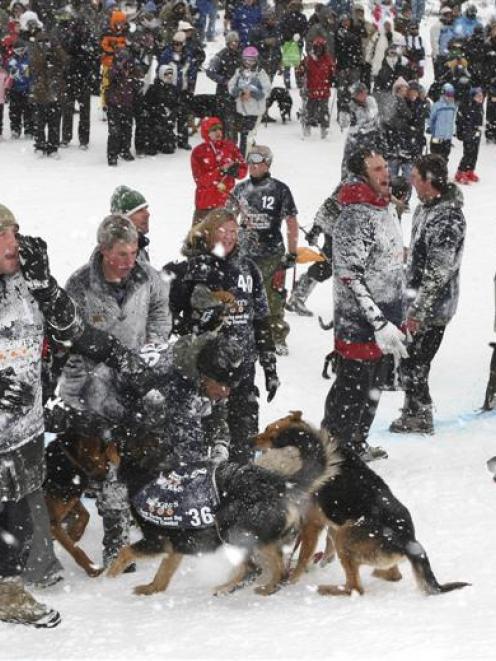 Shepherds encourage their dogs to the finish during last year's Speight's Dog Derby at Coronet...