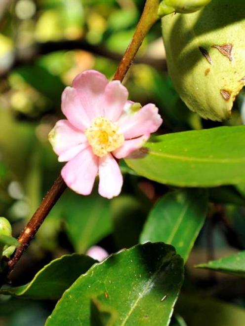 The flowers of Camellia puniceiflora can reach 6cm across. Photo by Gregor Richardson.