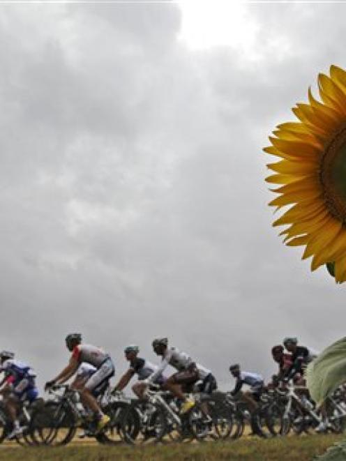 The pack passes a field with sunflowers during the 11th stage of the Tour de France from Blaye...