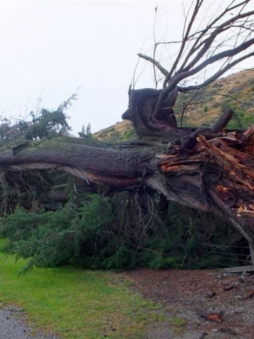 The tree that fell on to State Highway 6 at Frankton yesterday morning. Photo by Olivia Caldwell.