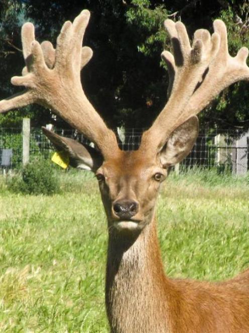 While Craigberg, a 27-point spiker, or 1-year-old stag, will not be on sale until next year's...