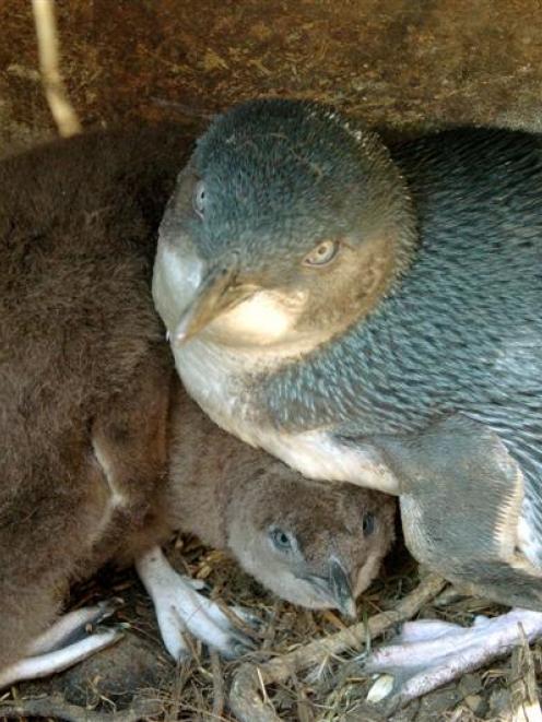 Little blue penguins at the colony. Photo by Stephen Jaquiery.