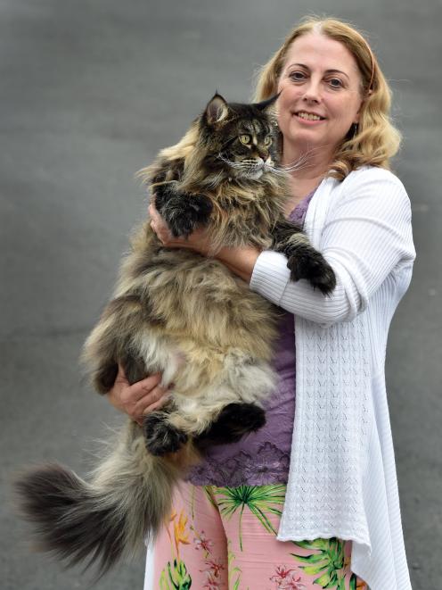 Southern Cross All Breeds Cat Club president Zena Pigden with Finn, her 9-year-old giant Maine Coon cat, with extra toes.  About 50 cats from around the mainland will converge on Green Island  for the Southern Cross Cat Show on Sunday. Photo: Peter McInto