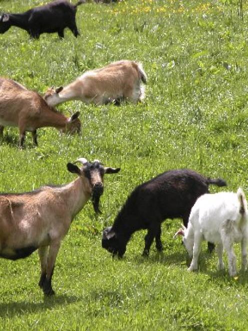 Feral goats culled in Gorge Rd area | Otago Daily Times Online News
