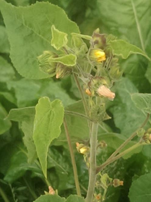 Velvetleaf standing above the beet crop it is growing in. Photo: supplied