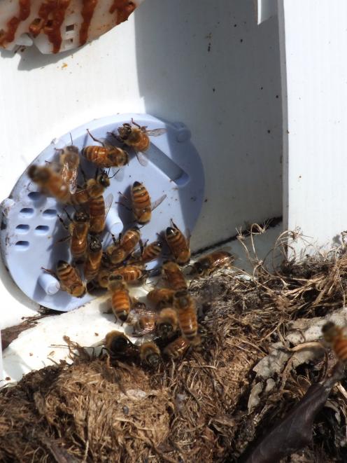 Bees head into a hive. Photos: Gillian Vine 