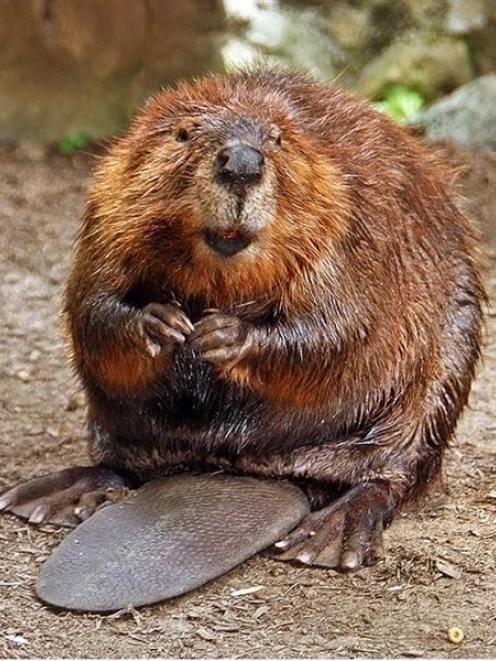 Did beavers once live in the South? | Otago Daily Times Online News