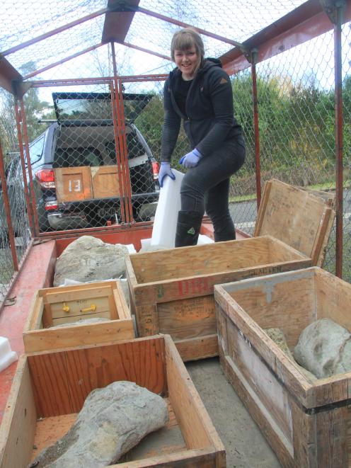 University of Otago department of geology paleontology lab technician Sophie White secures the 20...