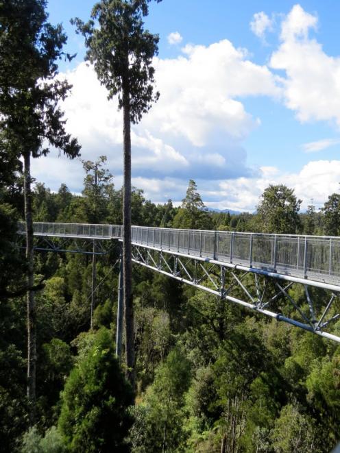 Slender Rimu tower above the Treetop Walkway near Hokitika.