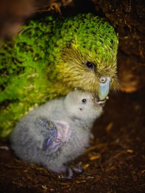 Kakapo mother Alice and chick Alice-A2-2022 together in a nest cavity, on Codfish Island in March...