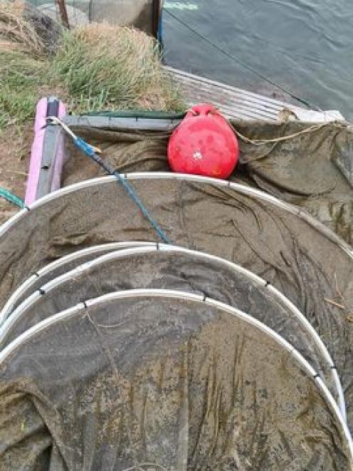 White bait nets along the Ashley river show the accumulation of matter within a few hours in the...