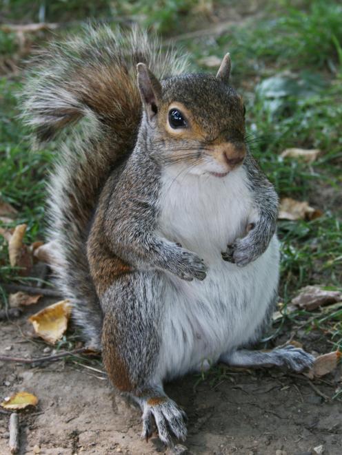 A grey squirrel. PHOTO: WIKIMEDIA COMMONS