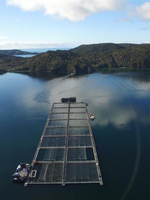 Sanford has salmon farms and mussel farms on Big Glory Bay. PHOTOS: SUPPLIED