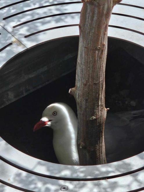 A seagull is stuck in a tree grate outside Meridian Mall, in Dunedin. PHOTO: SUE COOK