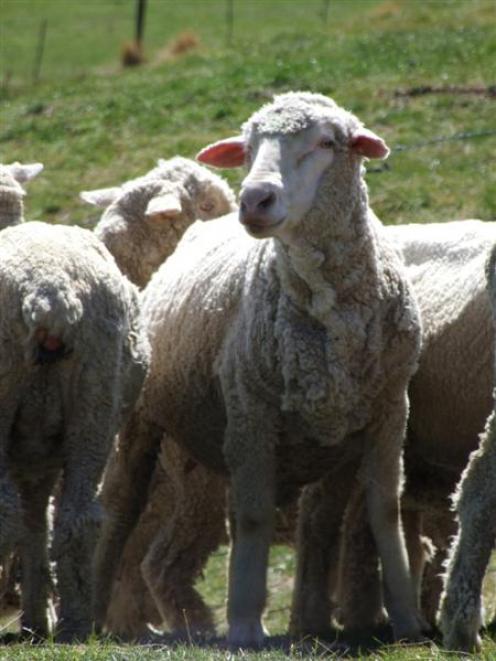 New Zealand Merino wants to improve sheep farmers' viability through slick marketing of merino...