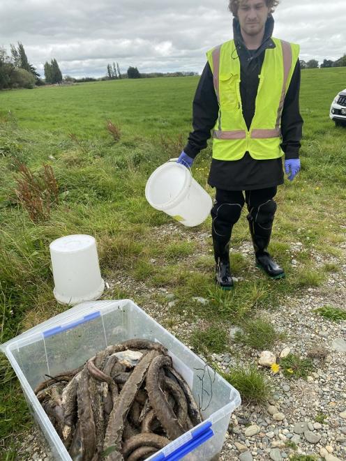 Volunteer and Hokonui whānau member Luka Finn shows some of the 400 eels found dead during the...