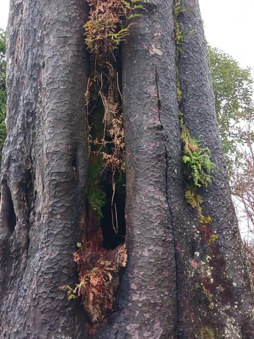 Some of the trunk damage includes cracks and rot. PHOTO: SUPPLIED