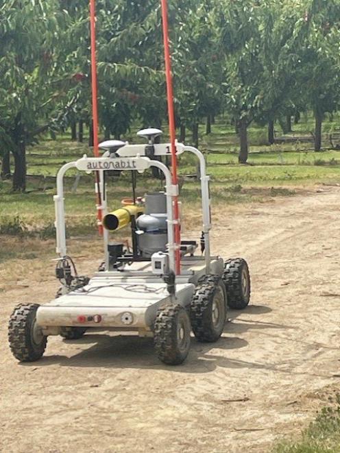 An Autonabit robotic bird scarer patrols on 3 Kings Cherries orchard near Clyde. PHOTO: SUPPLIED