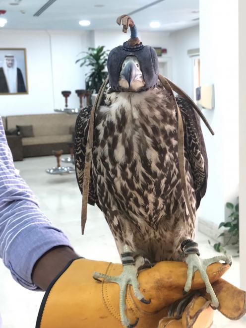 This hooded falcon was imported from Iraq.