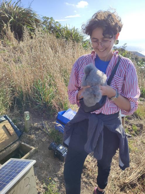 Connor Clark with a Kaikōura tītī at Te Rae o Atiu (the conservation colony within a predator...