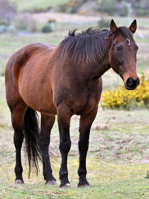 Cullen Star in her paddock yesterday. PHOTO: GERARD O’BRIEN