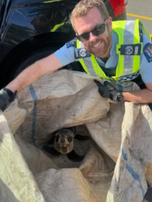 Officers returned the juvenile pup to DOC. Photo: NZ Police