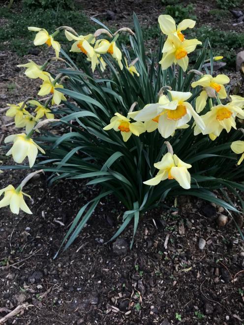 Sow tall annuals around daffodils in order for the annuals to hide the dying daffodil leaves. 