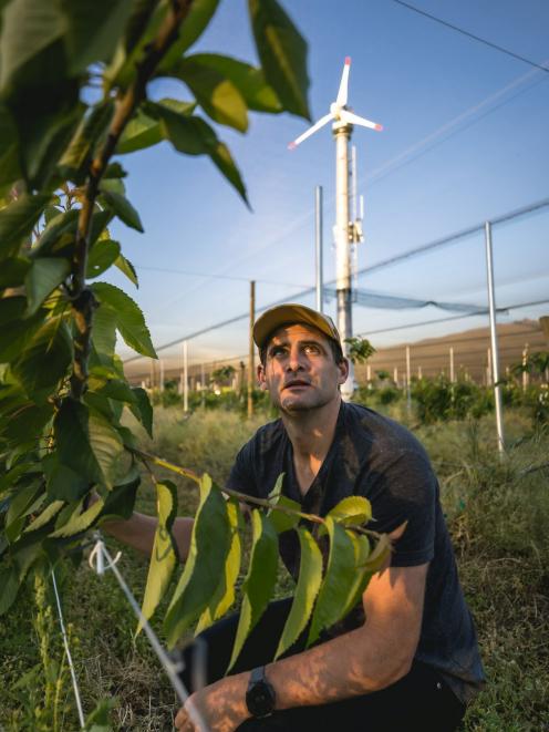 Forest Lodge Orchard co-owner Mike Casey and an electric frost-fighting fan in his cherry orchard...